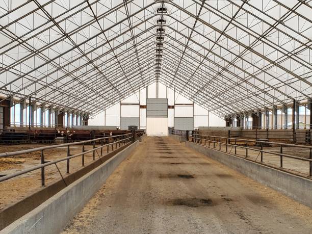 Spacious fabric-covered livestock barn with feeding lanes