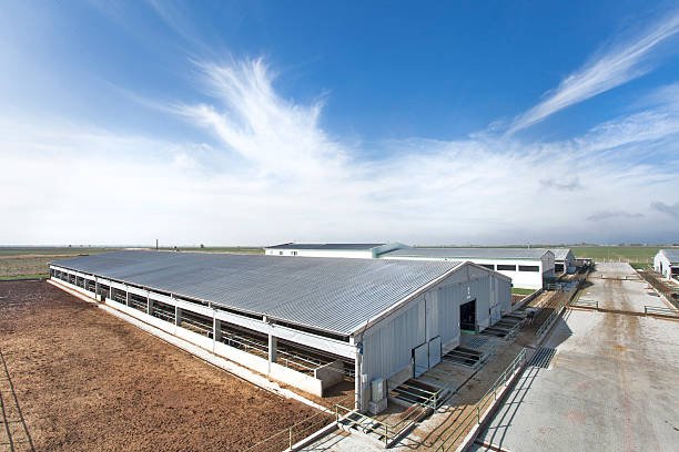 Large livestock facility with metal roof and open sides