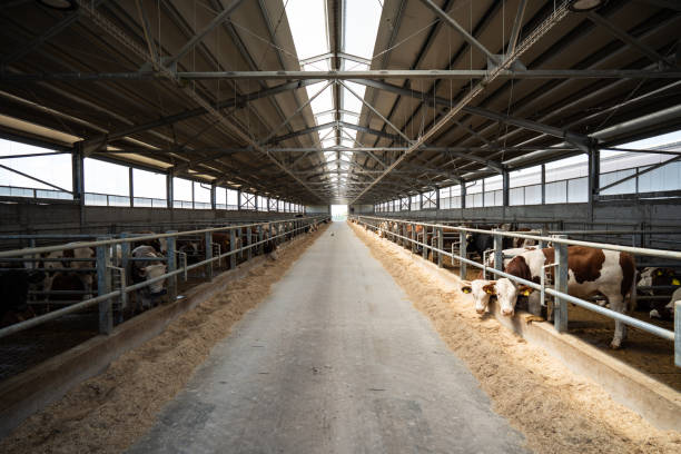 Interior of a newly constructed cattle barn with cows feeding