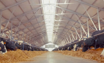 Reliable and Sustainable Cattle Barn Construction Services in Fargo, ND Reliable and Sustainable Cattle Barn Construction Services in Fargo, ND