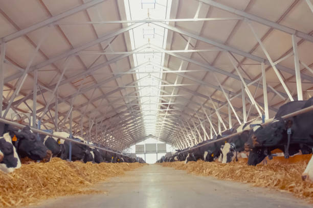 Interior view of a cattle barn with cows feeding in a spacious area
