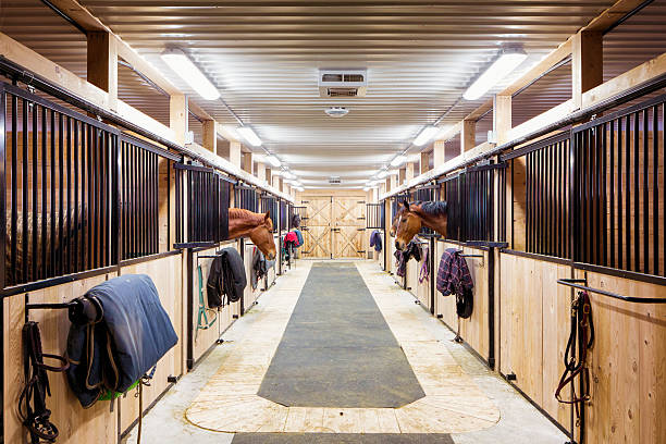 Interior view of a horse barn with stalls and hanging equipment