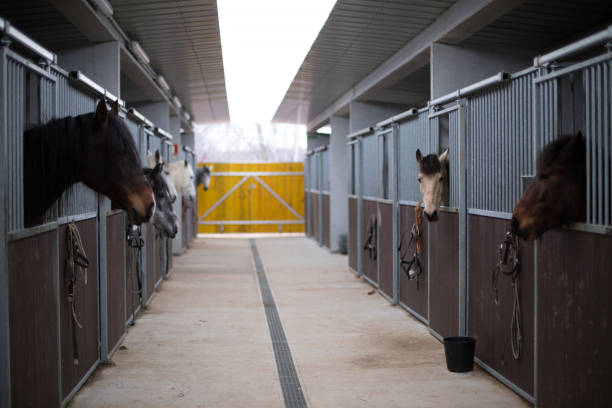 Horses looking out from their stalls in a newly constructed horse barn