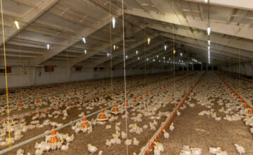 Top Poultry Barn Construction Services in Fargo, ND