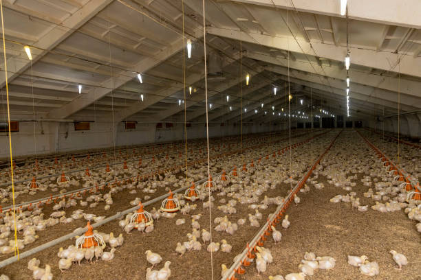 Interior of a newly constructed poultry barn filled with chickens