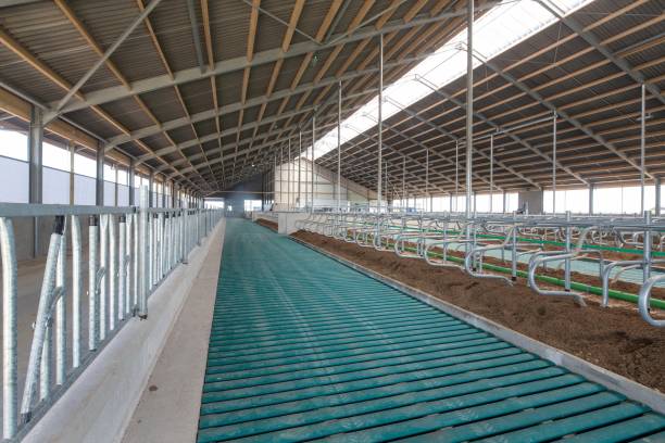 Freshly constructed agricultural building with specialized green flooring