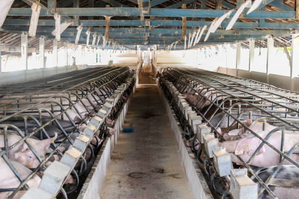 Newly completed swine barn with pigs comfortably settled in pen