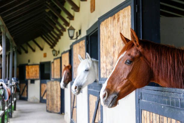 Well-maintained horse stalls in a barn with horses inside