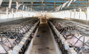 Get Professional Swine Barn Construction Near Fargo, ND